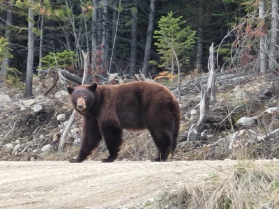 Cariboo - Photo 2
