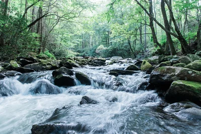 Tellico Plains - Photo 2