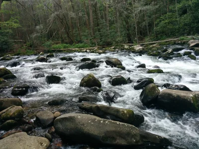 Tellico Plains - Photo 4