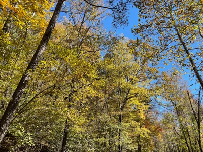 Boston Mountains Scenic Loop - Photo 2