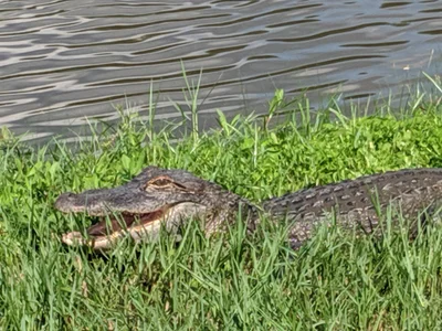 Avery Island - Photo 4