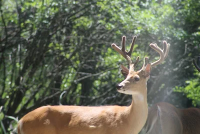 Big Horns - Photo 2
