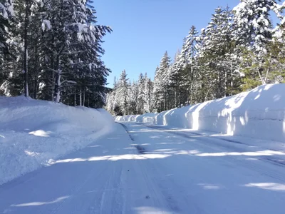 Bear Valley - Photo 5