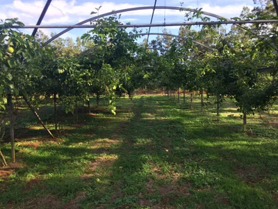 Aux Mille Fruits - Arboretum - Photo 3