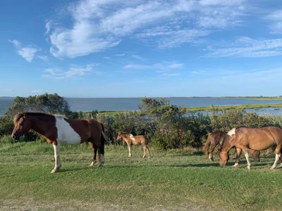 Assateague Island - Photo 2