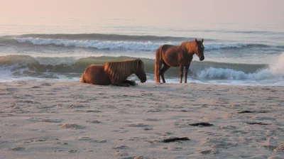 Assateague Island - Photo 5
