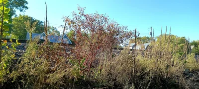 Kimmswick - Photo 3