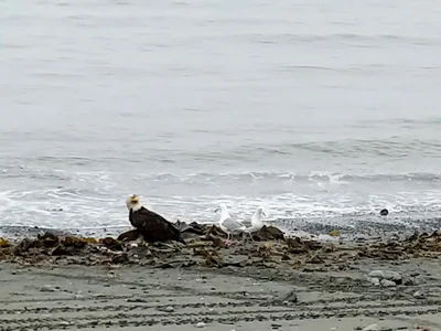 Anchor Point - Photo 5