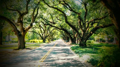 Aiken - Photo 4