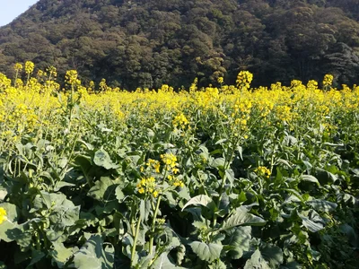 Conghua District - Photo 2
