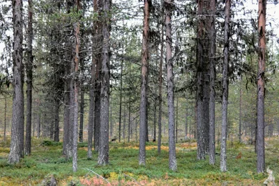 Kolari - Photo 2