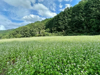 Buzen - Photo 4