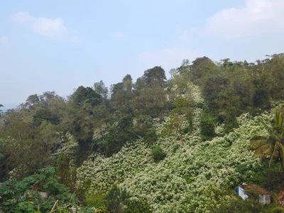Devarshola - Photo 3