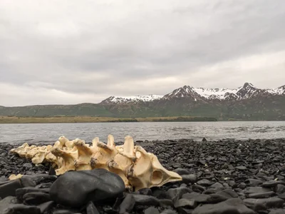 Kodiak Island Borough - Photo 4