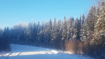 Wood Buffalo - Photo 3