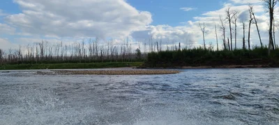 Wood Buffalo - Photo 5