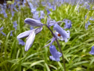 County Westmeath - Photo 5