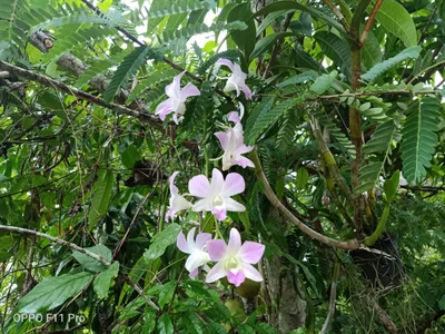 Khao Chaison - Photo 2