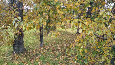Alder Flats - Photo 4