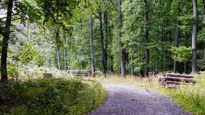 Gutsbezirk Kaufunger Wald - Photo 4
