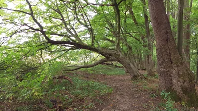 Gutsbezirk Kaufunger Wald - Photo 5
