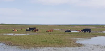 Swale - Photo 5