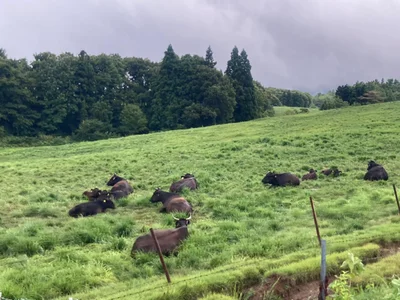 Tsuruoka - Photo 5