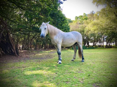 New Forest - Photo 4