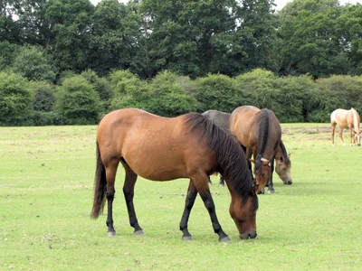 New Forest - Photo 5