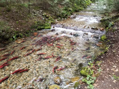Area F (Kokanee Range) - Photo 5