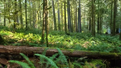 Area F (Alberni Highway) - Photo 5