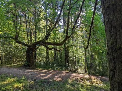 Area D (Sproat Lake) - Photo 4