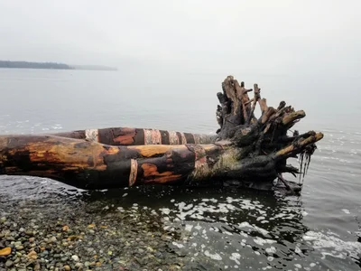 Birch Bay - Photo 2
