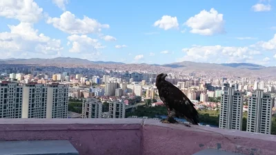 Улаанбаатар ᠤᠯᠠᠭᠠᠨ ᠪᠠᠭᠠᠲᠤᠷ - Photo 3