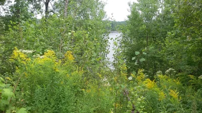 Grand-Remous - Photo 5