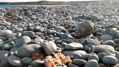 Trepassey - Photo 4