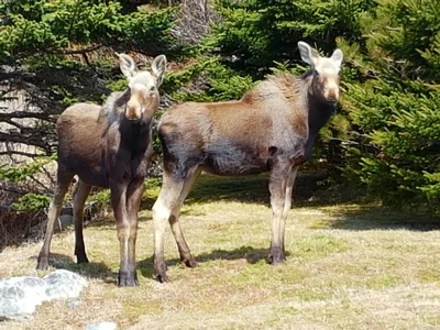 Trepassey - Photo 5