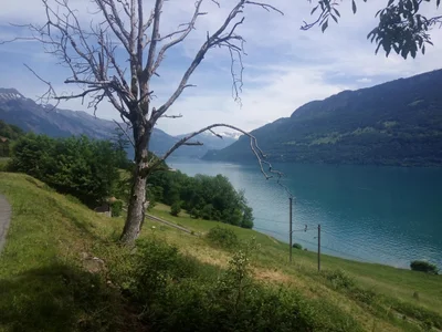 Niederried bei Interlaken - Photo 3