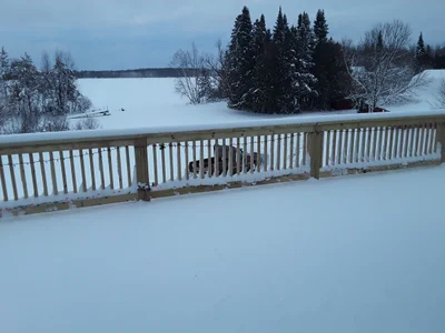 Crosby - Photo 2