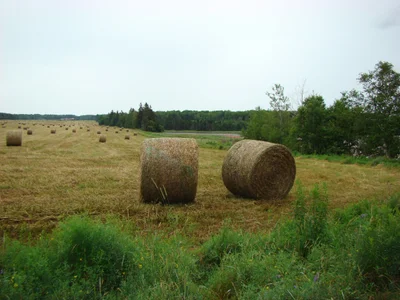 Linkletter - Photo 4