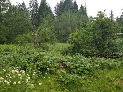 Skamania County - Photo 5