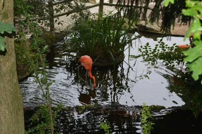 La Palmyre - Photo 2