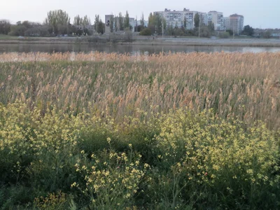 Саки - Photo 2