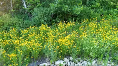 Spring Lake Park - Photo 3