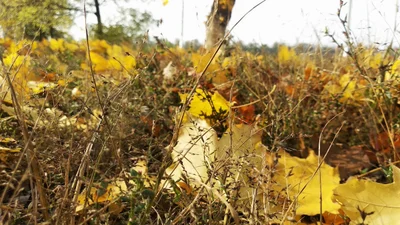 Кочубеевский муниципальный округ - Photo 4