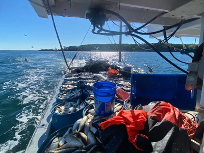 Owls Head - Photo 4