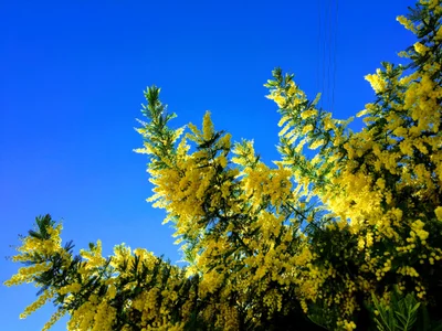 Tanneron - Photo 2
