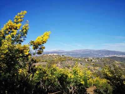 Tanneron - Photo 5