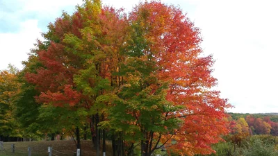 Garrett County - Photo 5