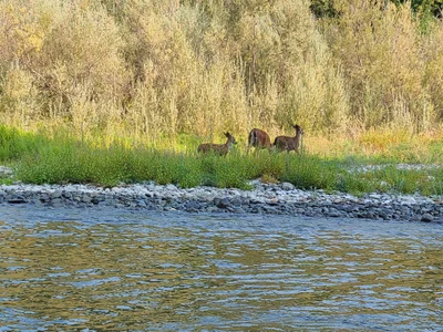 Rogue River - Photo 3